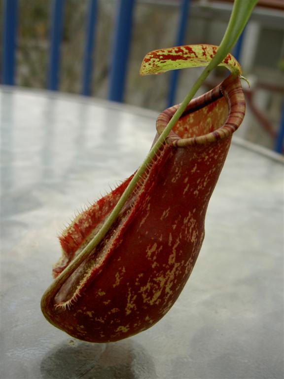 Nepenthes x coccinea 'speckled'